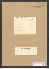 Synedra affinis var. parva (Kuetz). V. H. (de-Toni-Nr.: Genus 66, Species 2607) Zeichnungen Sammlung Grunow Nr. 5335 (NHMW-BOT-W0373755)